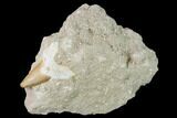 Otodus Shark Tooth Fossil in Rock - Eocene #139933-1